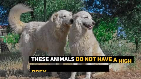 Maremma Sheepdog: 7 Reasons Why We Love The Italian Flock Guardian!