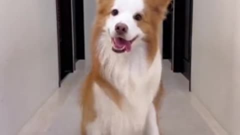 The dog knows how to make a video for TikTok! ❤️🤣