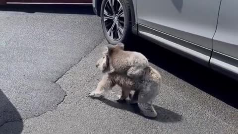 Little cutie likes our holiday park, Big Ocean