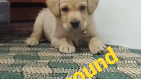 Dog sound cute dog