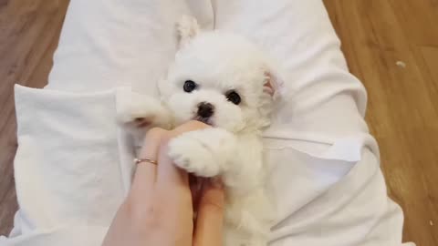 Baby_bichon_frise_video_cutest_puppy_lovely_puppy_-