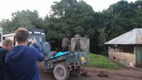 Elephants invades campsite (Ngorongoro Crater, Tanzania)