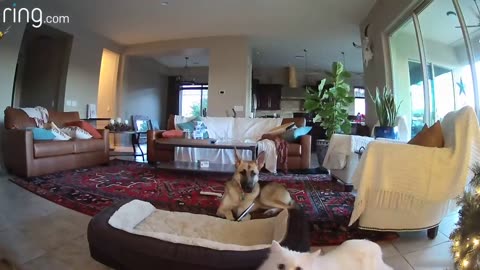 When Mercy the Dog Is Busted Chewing on a Picture, Her Cat Accomplices Cover Up for Her _ RingTV