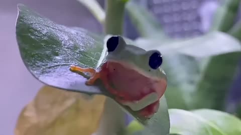 [Healing] A frog with too cute round eyes