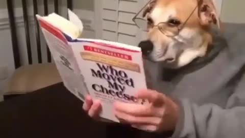 A dog reading a book