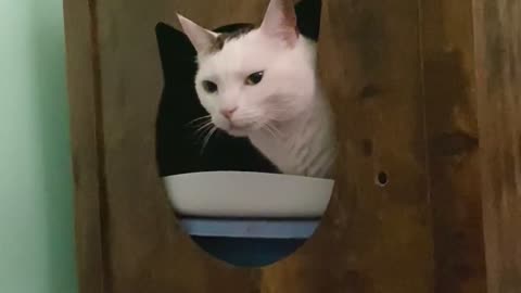 Cat Makes a Funny Face While Using the Litter Box