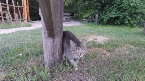 Beautiful tailless cat