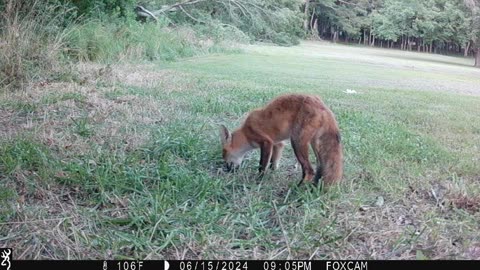 Fox Booty Fight