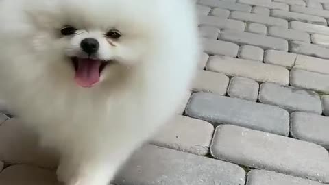 aww so cute so cutest animal dog