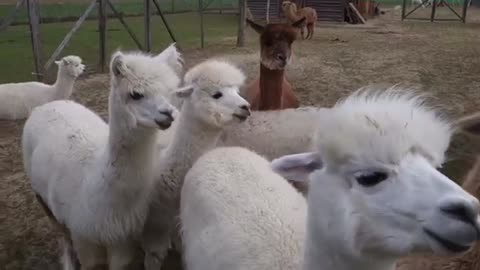 Lamas are really underrated for their cutness