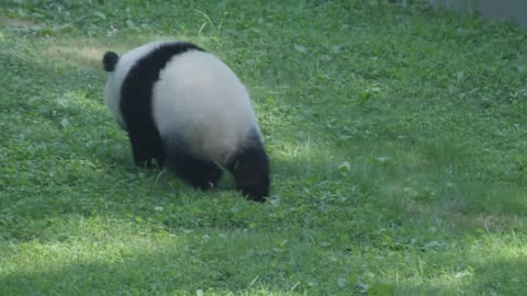 Cute Panda Xiao Qi Ji growing up