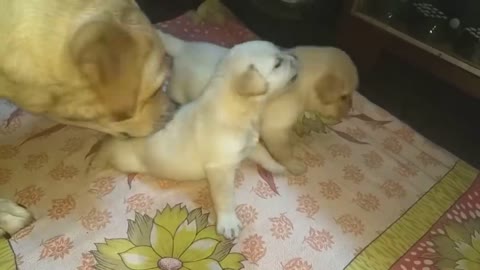 Puppies Are Fighting But Mom Knows How To Stop Them