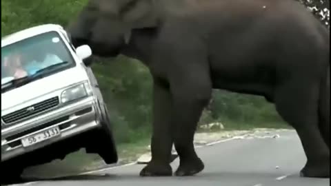 Elephant 🐘 attack