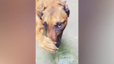 the reaction of this dog after sniffing his owner's foot