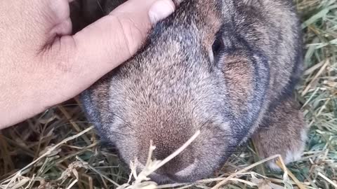 Bunny Loves Listening to unknown song