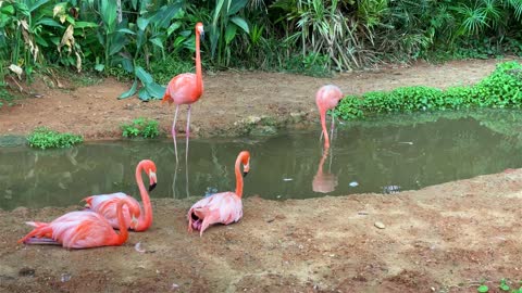 Flamingo Family Relaxing By The Pond