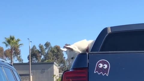 Husky Heard 'Screaming' Out of Car Window