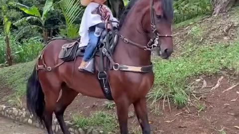 the hors #cute #baby #funny #4kviral #video #horse #animels