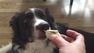 Border Collie has super strange reaction to banana