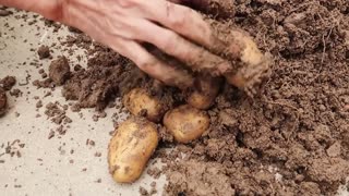 Growing potatoes at home is so easy ❤️ Grow vegetables at home