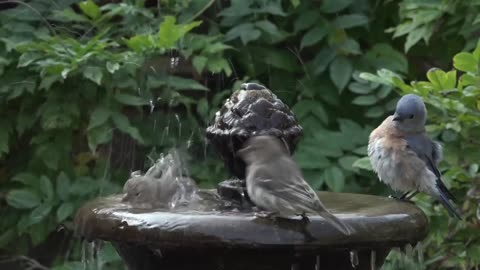 Beautiful Sparrows Enjoying Bath 🚿🚿🛁