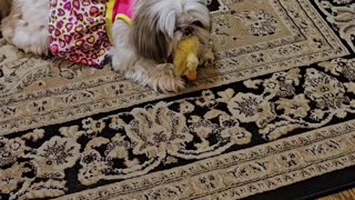 Rosie Models Her Leopard Dress (Featuring Rosie The Shihtzu)