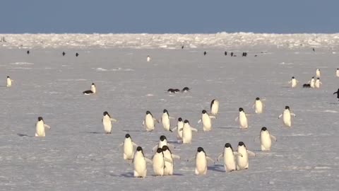 Adélie penguins waddling on the sea ice 🇦🇶 Cape Hallett