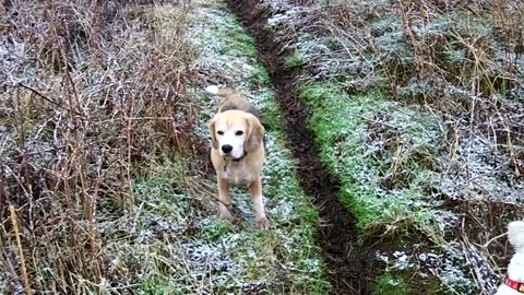 Doggie Diaries #20 - winter walk