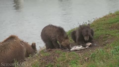 Kind Mother Bear