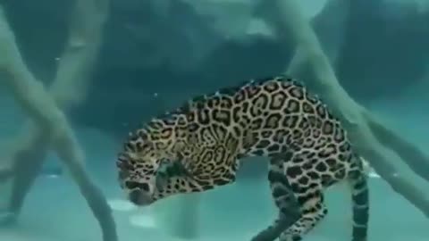 Jaguars are expert Swimmers