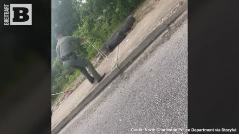 WATCH OUT NOW! South Carolina Cops Wrangle Gator