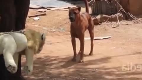 Street dogs prank fake tiger