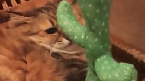 The Cactus Toy And The Cat #shorts #shortvideo #video #virals #videoviral