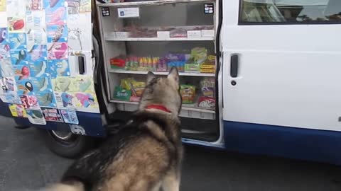 Dog says " Ice Cream" runs to truck!