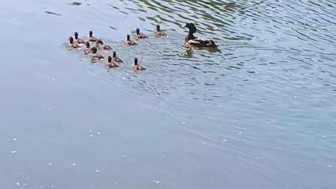 Ducklings kissena