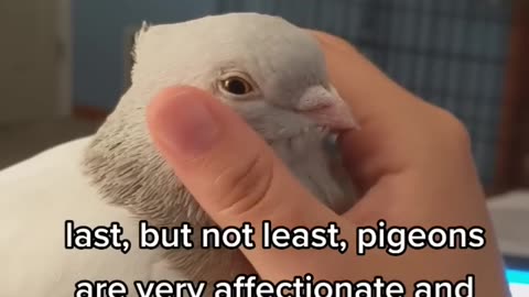 WHY PIGEONS ARE THE BEST PET