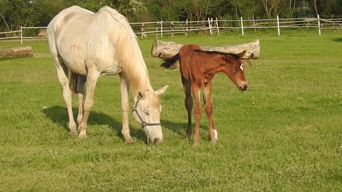 horse horses foal mare catwalk figure the mane