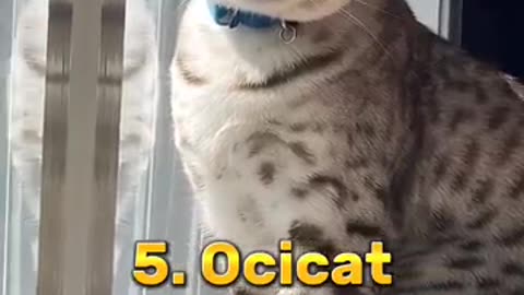 Top 10 most beautiful cats