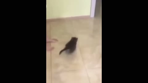 A funny cats playing