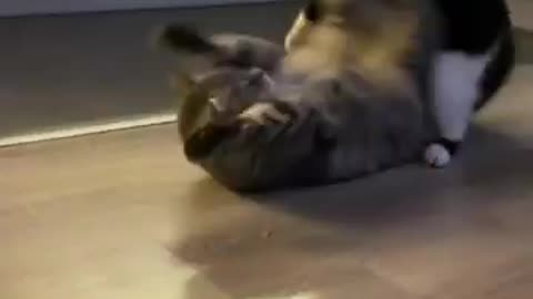 Funniest animals cats and dogs fight😂😂😂