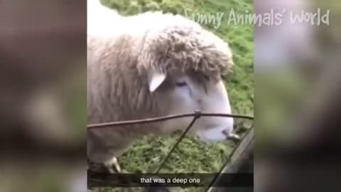 Cute and Funny Animals Compilation #49