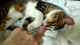 Cat Stretching ASMR
