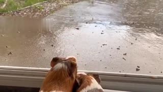 Watching the rain