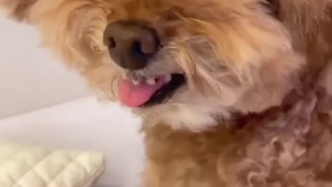 Scared Puppy - So cute