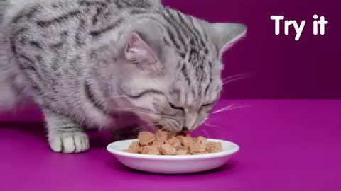 Whiskas Adult Casserole_1