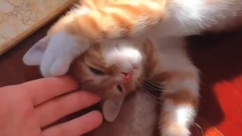 the cute kitten plays with its owner