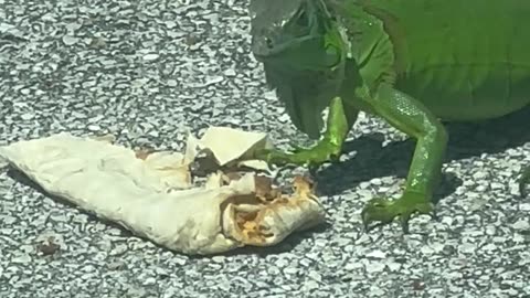 Downtown Iguana Eats A Burrito