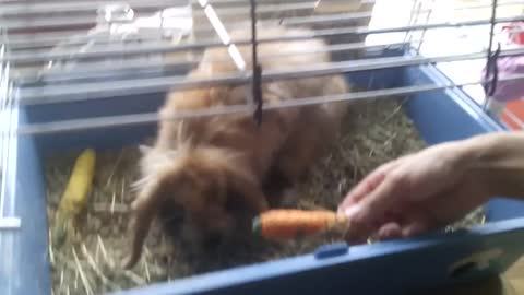 Baby rabbit is playing with his carrots