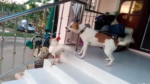 Funny Dog VS chicken Fight