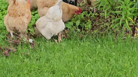 OMC! Whitey and friends get let out to hunt worms and eat greens! #chickens #shorts #hens #orpington